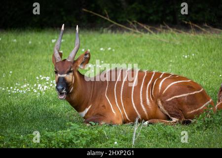 Bongo orientale (Tragelaphus eurycerus isaaci) adagiato sull'erba, antilope foresta africana nella famiglia Bovidae. Foto Stock