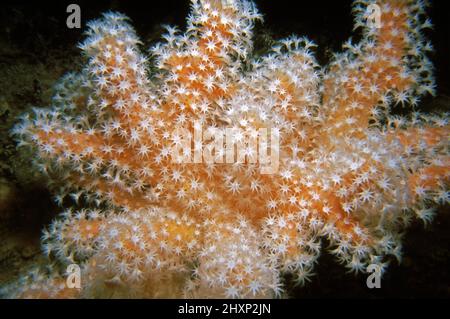 Dita rosse del mare (Alcyonium glomeratum) Isole del canale, canale inglese. Foto Stock