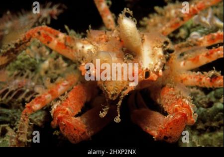 Granchio ragno di leach (Inachus phalangium) in acque costiere, Regno Unito. Foto Stock