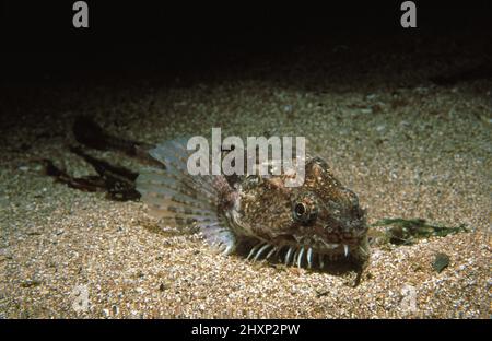 Pogge (Agonus cataphractus) su un fondo marino corso, Regno Unito. Foto Stock