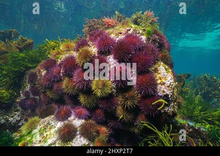 Gruppo di ricci marini sott'acqua (ricci di mare viola Paracentrotus lividus), Oceano Atlantico orientale, Spagna, Galizia Foto Stock