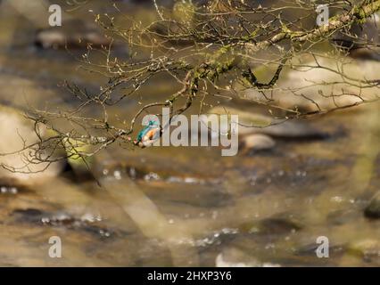Kingfisher comune, Alcedo atthis, arroccato sul ramo, sul fiume, caccia, Lancashire, Regno Unito Foto Stock