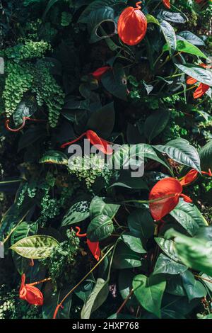 Fiori rossi in fiore, piante tropicali. Sfondo della natura Foto Stock