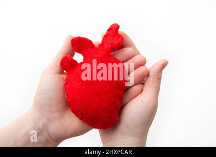 Vista ravvicinata delle mani delle persone palmi che tengono tessuto rosso feltro cuore forma organo interno. Assistenza sanitaria e concetto medico. Spazio di copia su bianco. Foto Stock