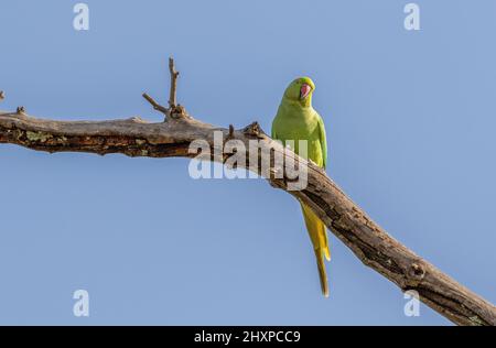 Parakeet rosa, Pretoria, Sudafrica Foto Stock