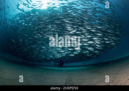 Un subacqueo ammira con stupore una grande aggregazione di pesci a bricco nelle acque del Parco Nazionale Marino di Cabo Pulmo, dove la biomassa marina ha aumentato gli esponenti Foto Stock