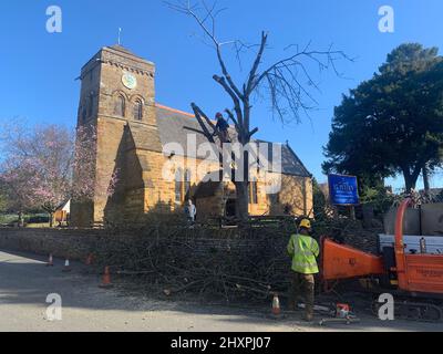 Weston Favell chiesa Northampton Inghilterra St Peters albero taglio operaio con casco tagliato ramo rimuovere segno di taglio tirare giù rimuovere Dio Gesù Cristo agrifoglio Foto Stock