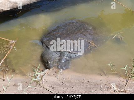 Tartaruga Nilo softshell in Nahal Alexander in Israele, Trionyx triunguis in acqua, habitat di fiumi Foto Stock