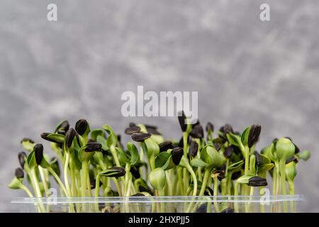 Concetto di dieta vegana. Micro alimenti verdi. Germogli Microgreen. Foto Stock