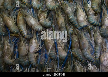 Macrobrachium rosenbergi palaemonid, gamberi giganti del fiume o gamberi giganti d'acqua dolce. Foto Stock