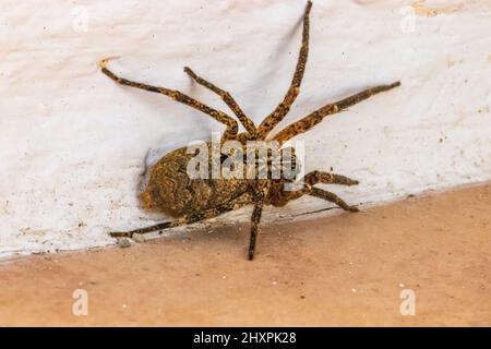 Zoropsis spinimana, Mediterranean Spiny False Wolf Spider Foto Stock