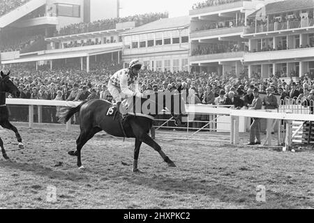 Foto di archivio datata 03-04-1985 di 'See You Then', indetto da Steve Smith Eccles. Sono passati 35 anni da quando ci si vede poi completato un cappello-trick di Champion Hurdles. Data di emissione: Lunedì 14 marzo 2022. Foto Stock