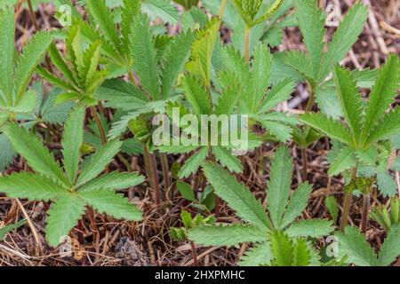 Foglie dei rettani della Potentilla, il Cinquefoil strisciante Foto Stock