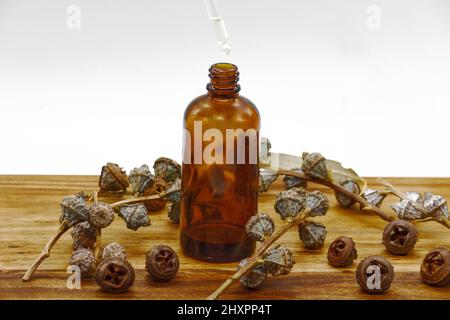 Frutti di eucalipto, eucalipto per fare essenziale, olio aromatico su sfondo bianco Foto Stock