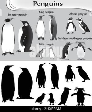 Collezione di diverse specie di pinguini in bianco-nero immagine e silhouette: imperatore, re, piccolo, africano, nord rockhopper Illustrazione Vettoriale