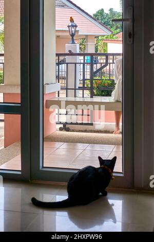 Gatto che guarda l'uccello da dietro la finestra. Foto Stock