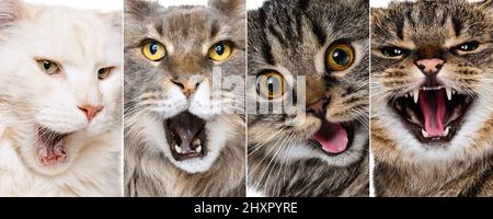 Collage con gatto primo piano muso yawning o meowing. Concetto di movimento, bellezza, razze, animali, amore Foto Stock