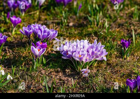 Primo piano romantico di croci viola in erba in primavera tedesca Foto Stock