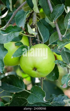 Malus domestica 'Warner's King', Apple 'Warner's King', mela da cucina 'Warner's King', mela culinaria 'Warner's King .Warners King, molto grande, vecchia co Foto Stock