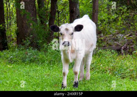 Un bestiame bovino bianco britannico che pascola in un feild nelle montagne di Pocono della Pennsylvania. Si tratta di una rara razza allevata sia per la carne bovina che per i latticini. Foto Stock