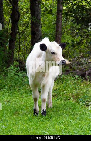 Un bestiame bovino bianco britannico che pascola in un feild nelle montagne di Pocono della Pennsylvania. Si tratta di una rara razza allevata sia per la carne bovina che per i latticini. Foto Stock