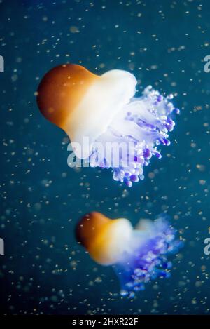 Frittura di meduse d'uovo, Cotylorhiza tuberculata in un acquario Foto Stock