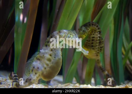 Cavalluccio marino in acquario, cavalluccio marino di ventre, ippocampus abdominalis Foto Stock