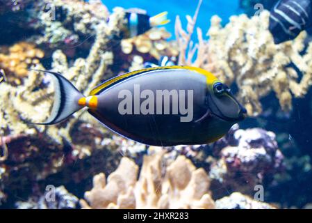 Pesci blu esotici in un acquario, unicornfish barcheek, naso lituratus Foto Stock