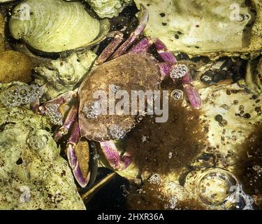 Un granchio rosa sotto l'acqua dell'oceano circondato da gusci di ostriche e vongole con bolle sull'acqua. Foto Stock