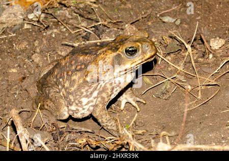 Rospo gigante, rospo di canna, Rhinella horribilis di notte Foto Stock