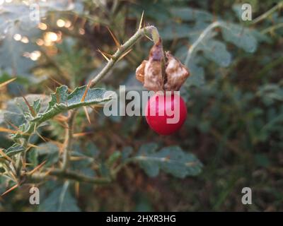 Solanum sisymbriifolium è comunemente noto come vila-vila, sticky nightshade, bufalo-bur rosso, il fuoco-e-ghiaccio pianta, litchi pomodoro, O Morelle de Foto Stock