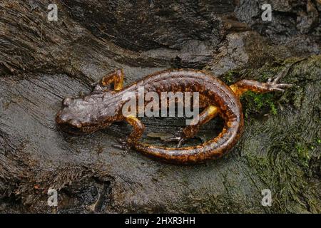 Primo piano su un giovane dipinto Ensatina escholtzii picta, seduta su legno rosso Foto Stock