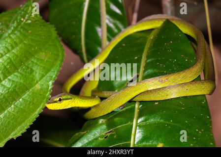 Serpente di albero verde esotico, serpente di vite di cope, Oxybelis brevirostris Foto Stock