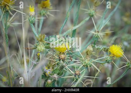 Primo piano su un cricket di cespugli a sella occidentale , Ephippiger diurnus, mangiare piante in Mediterraneo Foto Stock