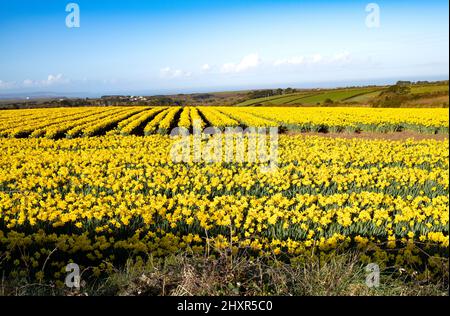 Campi di Daffodil vicino a st agnes in cornovaglia inghilterra Foto Stock
