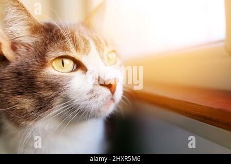 Il gatto bello si siede sul balcone e guarda fuori attraverso la finestra. Il PET è triste. Primo piano della testa. Tema degli animali. Foto Stock