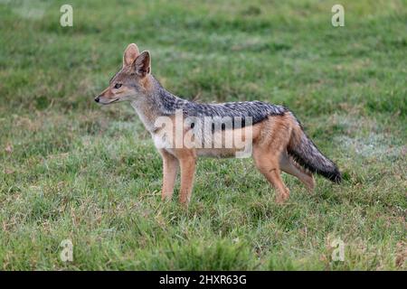 Black Back Jackal in piedi nelle erbe del Masai Mara, Kenya Foto Stock