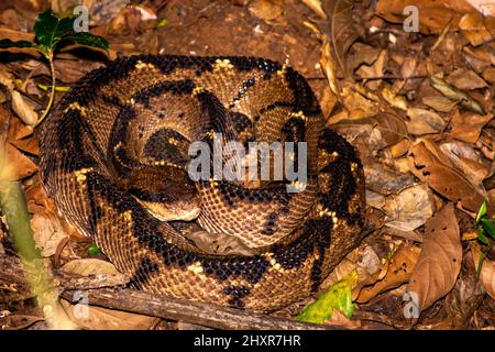 Vipera della giungla grande, bushmaster, matabuey, stenophrys di Lachesis Foto Stock