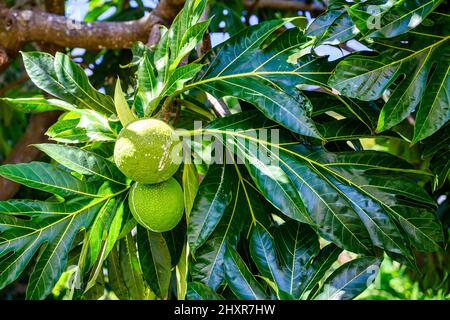 albero di breadfruit nelle isole caraibiche Foto Stock