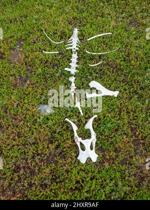 Vecchio scheletro bianco di renna con cranio, scheletro e osso gabbia costale che giace sul terreno verde muschio. Vista dall'alto Foto Stock