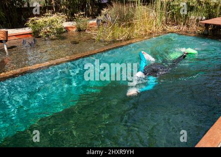 Donna che fa lo stile di nuoto del crawl anteriore in una piscina naturale che indossa un vestito da immersione, cappello, pinne e googles, attrezzatura professionale Foto Stock