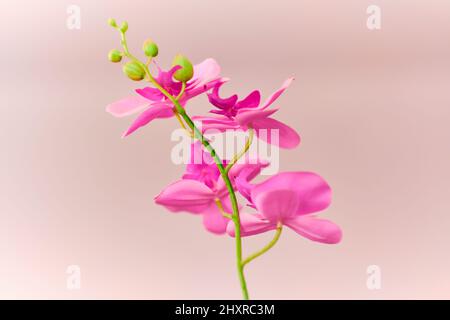 Primo piano di un fiore rosa orchidea finta pianta Foto Stock