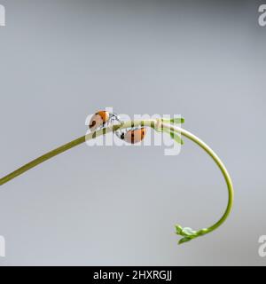 Macro shot di insetti della signora su una vite giovane di una pianta Foto Stock