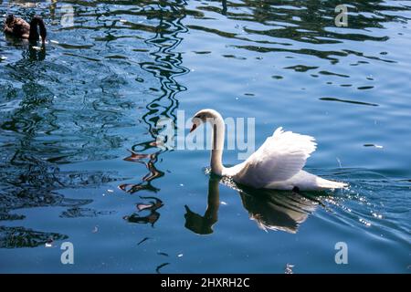 Bellissime cigni bianchi e neri sul lago Eola di Orlando Foto Stock