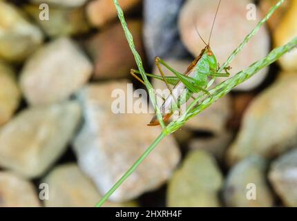 Primo piano di una cavalletta sopra legna da ardere tagliata Foto Stock