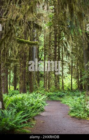 Strati di alberi di vecchia crescita in una lussureggiante foresta verde Foto Stock