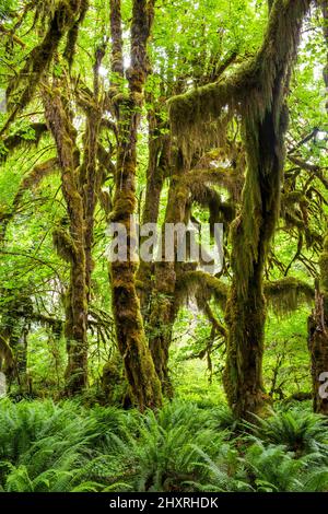 Il muschio spesso è appeso a vecchi alberi in una fitta foresta a crescita antica Foto Stock