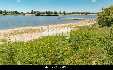 Spiaggia sul fiume Waal, Slijk-Ewijk, Gelderland, Paesi Bassi *** territorio Caption *** paesaggio, acqua, fiori, estate, navi, barca, Foto Stock