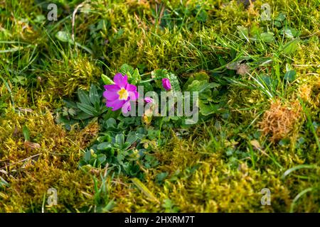 Un vero e proprio cowslip o primrose cresce lungo il percorso come un araldo di primavera Foto Stock