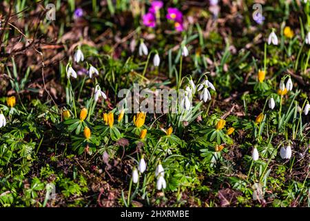 Primula, nevicate e altri primi fioritori annunciano la primavera alla fine di febbraio in Germania Foto Stock